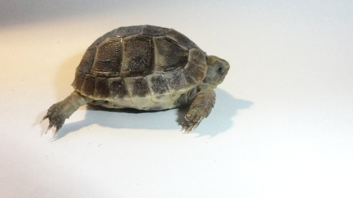 Testudo graeca tortois