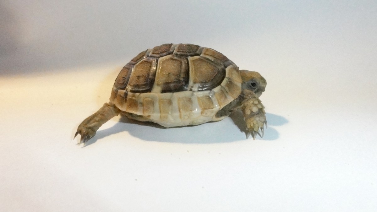 Testudo graeca tortois