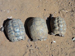 A male and a female Testudo graeca from Mediterranean climatic zone