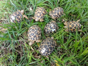 Geochelone elegans hatchlings