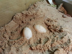 Geochelone elegans eggs