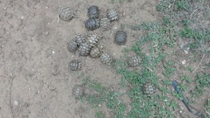 Twelve-fifteen months old Testudo graeca from several clutches. 