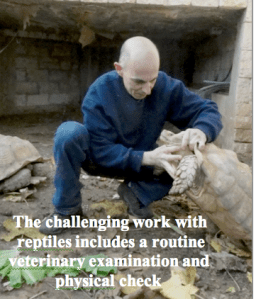 Treatment of Centrochelys sulcata