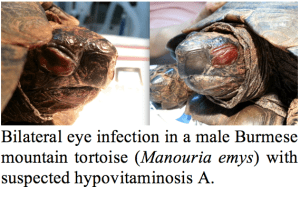 Infected eyes before treatment