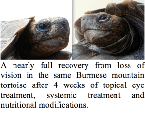 eyes recovered from infection