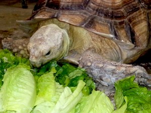 The tortoise after emergency fluid and vitamin therapy